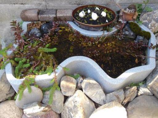 35L■メダカ・睡蓮鉢■プラ池■ビオトープに