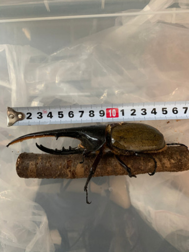 ヘラクレスオオカブト③