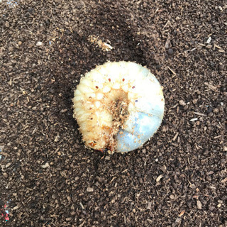 【国産】カブトムシ　幼虫　お安く1匹90円で！