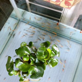 水の生き物、水草