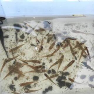 ガサガサしませんか？