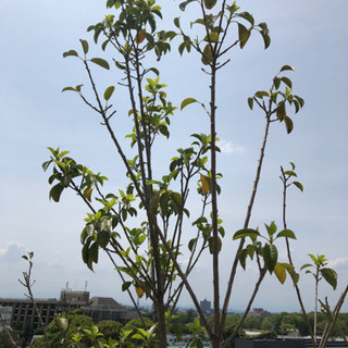 シマトネリコ？ソヨゴ？　2m程度の画像