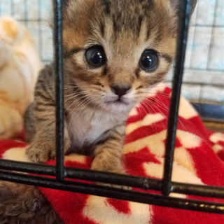 ⭐︎里親様決定しました。たくさんのご応募ありがとうございました⭐︎