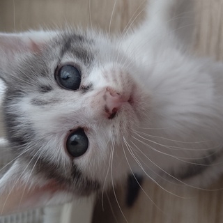 3月末生まれの子猫５匹