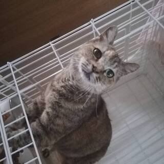 登戸再開発地域の野良猫でした