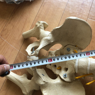 人骨模型です！大切にお使いください