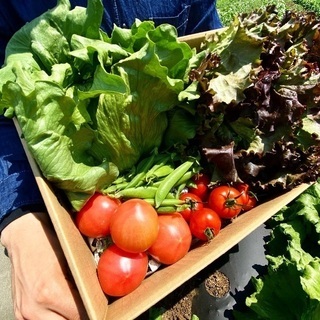 発送できます！「農家のおまかせ野菜パック」