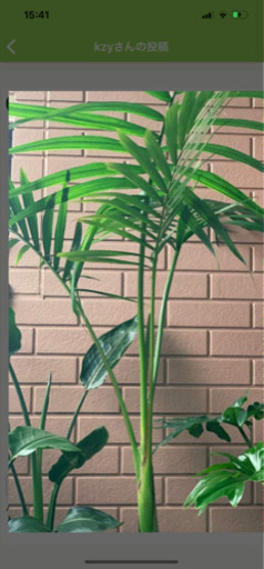 ミオラキングパーム　ヤシ