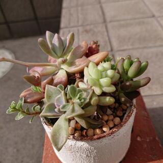 多肉植物の寄植え①の画像