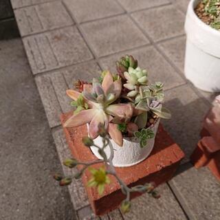 多肉植物の寄植え①の画像