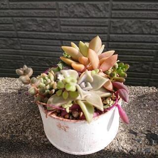 多肉植物の寄植え②の画像