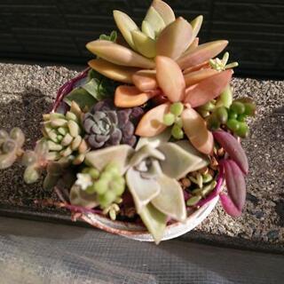 多肉植物の寄植え②の画像