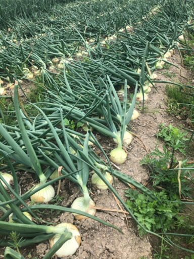 南淡路島産 新玉ねぎ