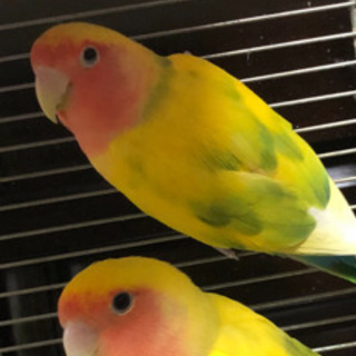 コザクラインコ　雄　雌
