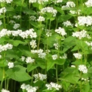 蕎麦 種の画像