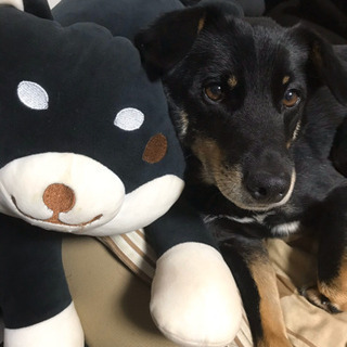 迷い犬