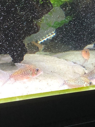 コリドラスソダリス4匹値下げ(熱帯魚水槽)
