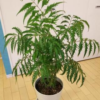 ■格安■ 観葉植物 120cm アスプレニウム種