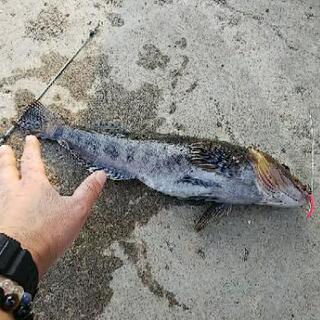 釣り仲間募集中‼️ − 青森県
