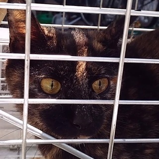 サルビアちゃんは結婚しました（沢山のご応募、有難う御座いました）