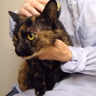 サルビアちゃんは結婚しました（沢山のご応募、有難う御座いました） - 里親募集