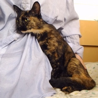 サルビアちゃんは結婚しました（沢山のご応募、有難う御座いました） - 猫