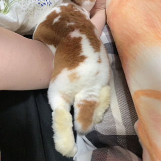 うさぎ飼ってる方と話したい！