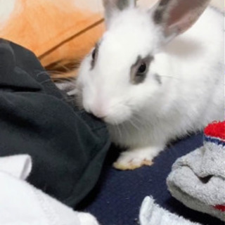 うさぎ飼ってる方と話したい！ - 調布市