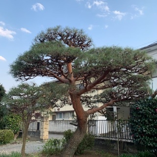 庭木手入れ