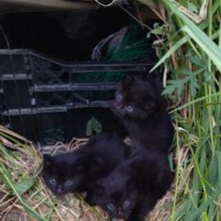 急募！！黒の子猫(男の子2匹)