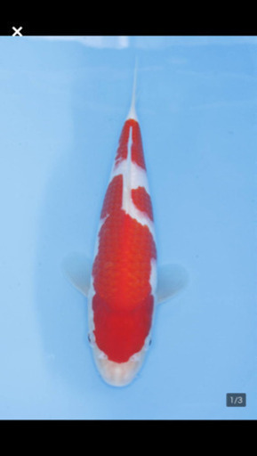 ペット、魚、錦鯉