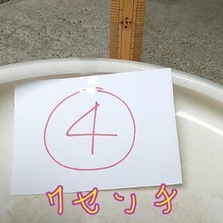 花器④ 水盤の画像