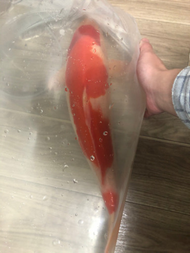 キレイ　錦鯉