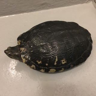 【募集終了しました】ミドリガメ（ミシシッピアカミミガメ）里親募集