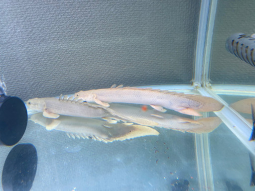 ポリプテルス3匹（水槽、熱帯魚、古代魚、大型魚）