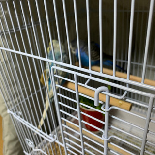 里親募集です