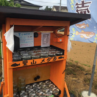 めだか無人販売所 里山メダカ 里山公園前 サンセット極龍 緑光 ...
