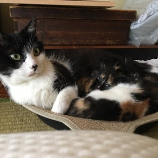 子猫の里親募集