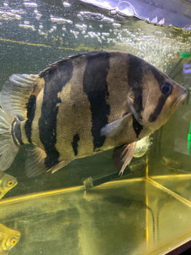 ダトニオ約35センチ。