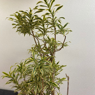 観葉植物