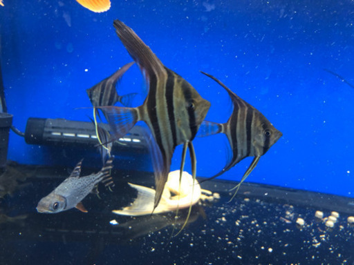 アルタムエンゼル4匹