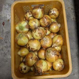 玉ねぎ　長崎産