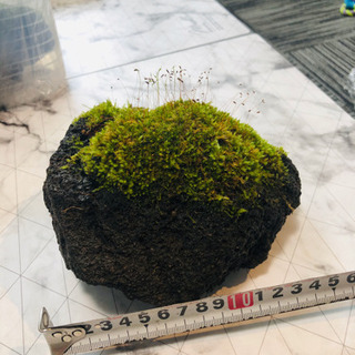 コケテラリウム　パルダリウム　材料　タマゴケ