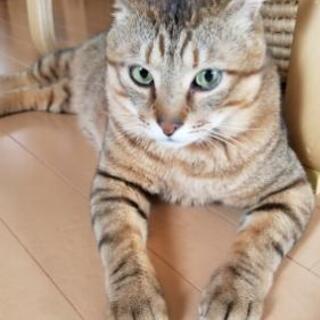 アメショー系の保護猫【俵くん】決定致しました