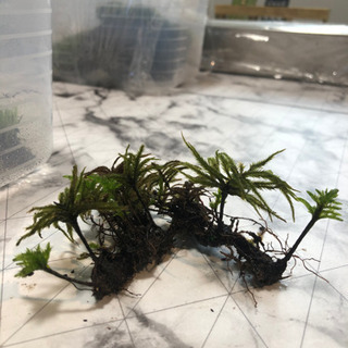 コウヤノマンネンゴケ(コウヤノマンネングサ)