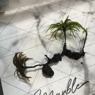 コウヤノマンネンゴケ(コウヤノマンネングサ)の画像