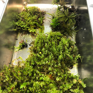 コウヤノマンネンゴケ(コウヤノマンネングサ)の画像