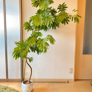 エバーフレッシュ 140cm8号 S-shaped エバーフレッシュ S | 観葉植物