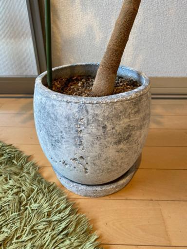 最終値下げ【観葉植物】エバーフレッシュ曲がり仕立て【恋愛運UP!?】