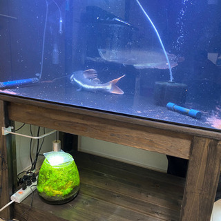 シルバーアロワナ、レットテールキャットの画像